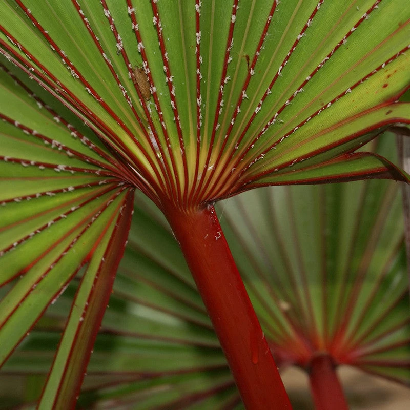 Latania Lontaroides - Palms 2 Latania Lontaroides - Palms - Image 2