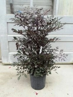 Leea Coccinea Rubra - Ornamental Plants Indoor/Outdoor