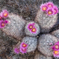 Pincushion Cactus - Cacti & Succulant 5 Pincushion Cactus - Cacti & Succulant -Care Flowering Shop MG 7143
