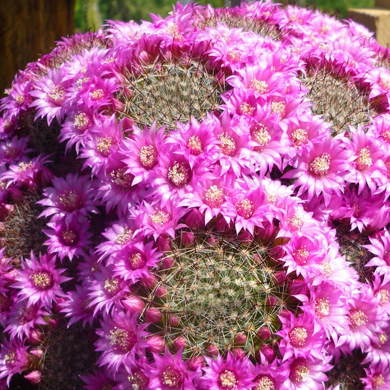 Pincushion Cactus - Cacti & Succulant 2 Pincushion Cactus - Cacti & Succulant - Image 2