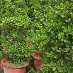 Miracle Fruit - Fruit Plants & Tree -Care Flowering Shop MiracleFruitWorld picture 2