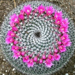 Pincushion Cactus - Cacti & Succulant