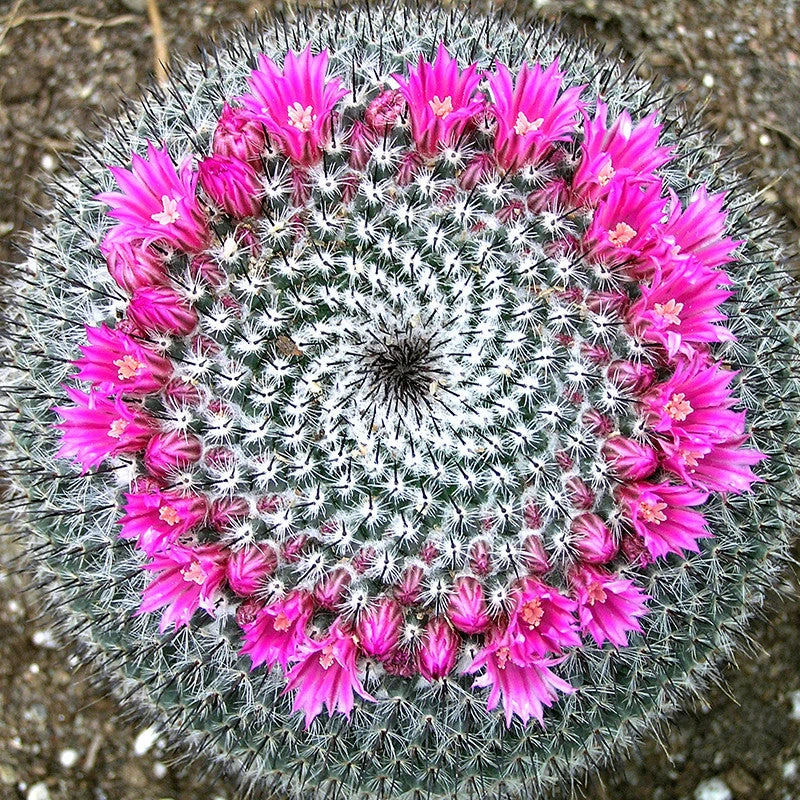 Pincushion Cactus - Cacti & Succulant 1 Pincushion Cactus - Cacti & Succulant