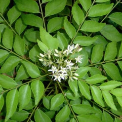 Curry Leaf Plant- KITCHEN Plants & Tree
