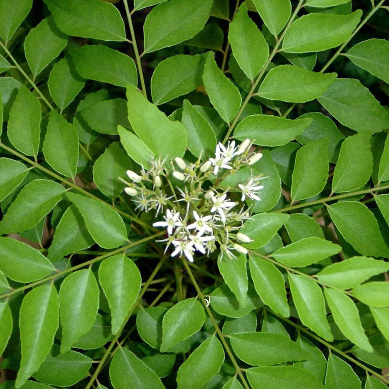 Curry Leaf Plant- KITCHEN Plants & Tree 1 Curry Leaf Plant- KITCHEN Plants & Tree