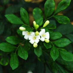 Satin Wood/Madhu Kamini - Flowering Shrubs -Care Flowering Shop Murraya paniculata lsj