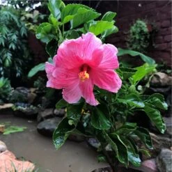 Hibiscus Mystic Pink - Flowering Plants