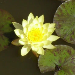 Water Lily Yellow - Aquatic Plants