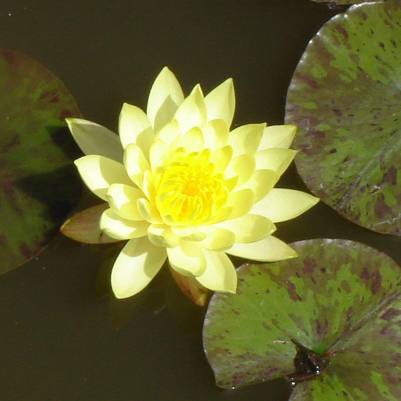 Water Lily Yellow - Aquatic Plants 1 Water Lily Yellow - Aquatic Plants