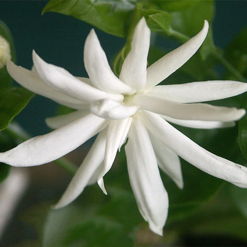 Star Jasmine - Top Perfuming - Fragrant Plants 1 Star Jasmine - Top Perfuming - Fragrant Plants
