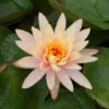 Water Lily Orange - Aquatic Plants