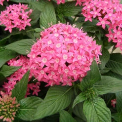 Pentas Pink - Flowering Plants 5 Pentas Pink - Flowering Plants -Care Flowering Shop Penta Butterfly Deep Pink