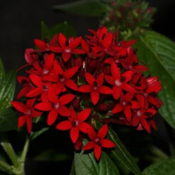 Pentas Red - Flowering Plants -Care Flowering Shop Penta Red Pentalanceolata IMG 4278copy