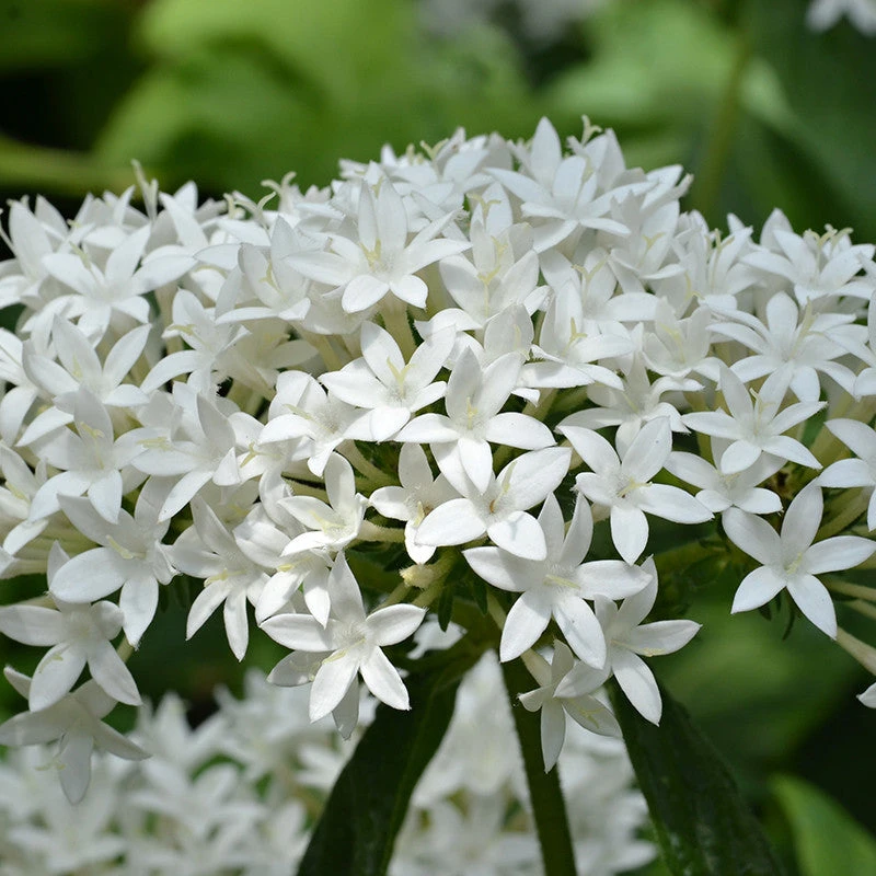 Pentas White - Flowering Plants 1 Pentas White - Flowering Plants