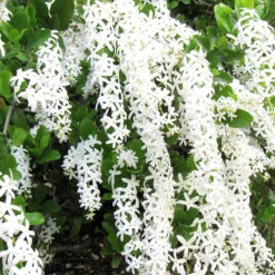 Petrea White - Creepers & Climbers -Care Flowering Shop Petrea