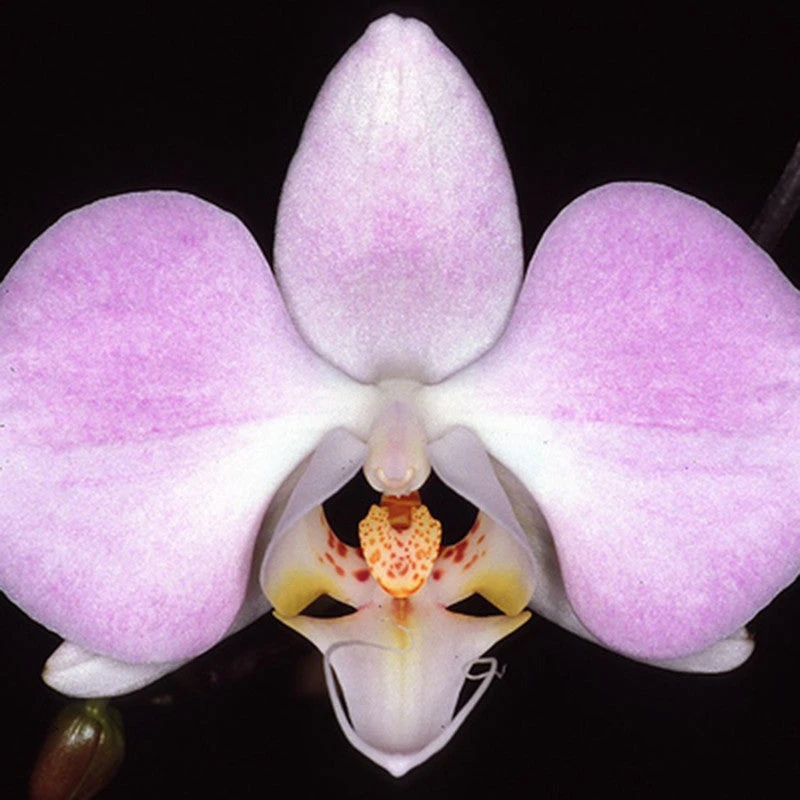 Phalaenopsis Hybrid/Orchids Pink - Gift Plants 2 Phalaenopsis Hybrid/Orchids Pink - Gift Plants - Image 2