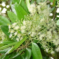 All Spice/Pimenta Dioica - Spice Plants -Care Flowering Shop Pimenta dioica flowersleaves STARR