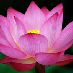 Pink Lotus - Aquatic Plants -Care Flowering Shop Pink Lotus Flower Meaning