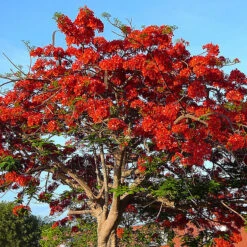 Royal Poinciana / Gul Mohar / Delonix Regia - Avenue Trees 5 Royal Poinciana / Gul Mohar / Delonix Regia - Avenue Trees -Care Flowering Shop Royal Poinciana