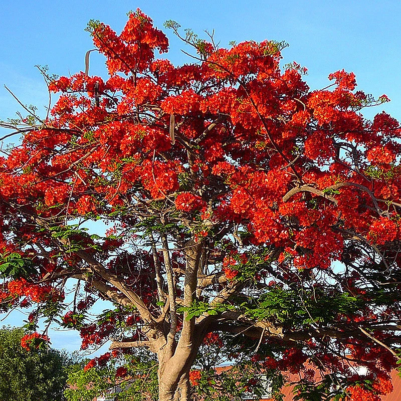 Royal Poinciana / Gul Mohar / Delonix Regia - Avenue Trees 3 Royal Poinciana / Gul Mohar / Delonix Regia - Avenue Trees - Image 3