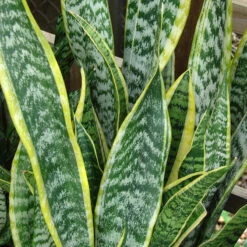 Mother In Law's Tongue/Snake Plant - Indoor Plants 5 Mother In Law's Tongue/Snake Plant - Indoor Plants -Care Flowering Shop Starr 070906 9017 Sansevieria trifasciata