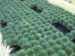 Mondo Grass Dwarf - Ornamental Plants 5 Mondo Grass Dwarf - Ornamental Plants -Care Flowering Shop TL 1opna 01