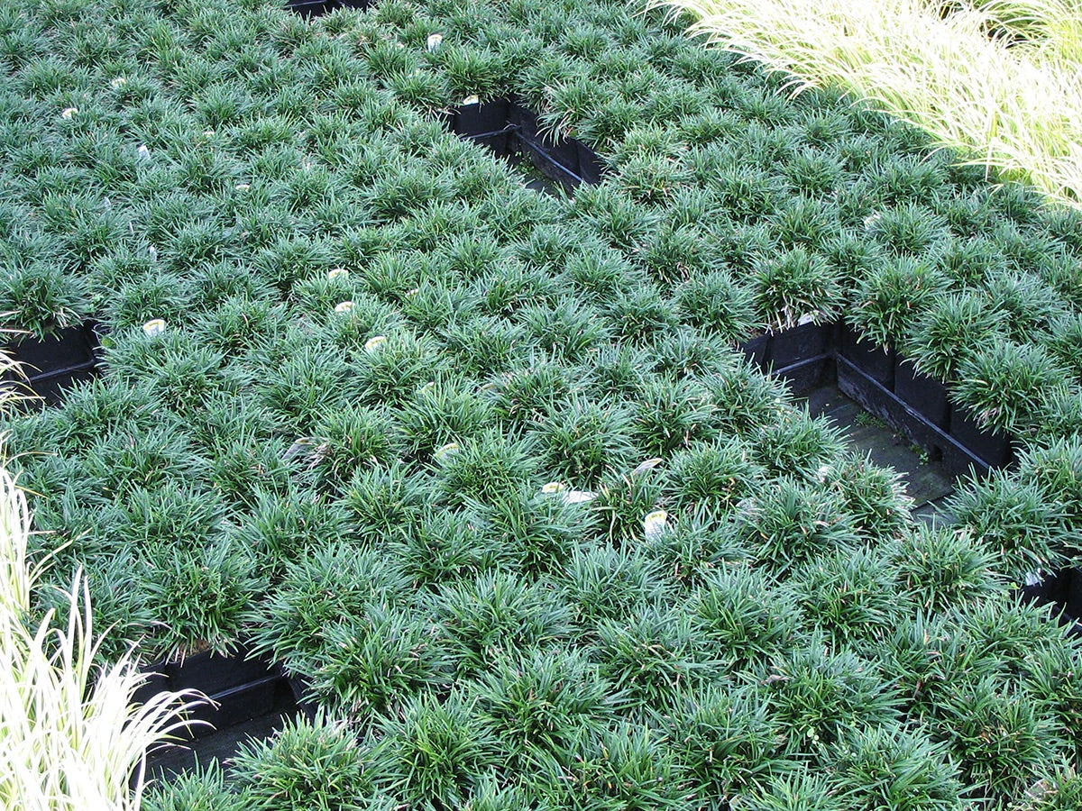 Mondo Grass Dwarf - Ornamental Plants 3 Mondo Grass Dwarf - Ornamental Plants - Image 3