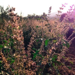 Sree Krishna Tulasi - Auspicious Plant 5 Sree Krishna Tulasi - Auspicious Plant -Care Flowering Shop TUbP5e4gvN