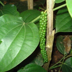 Pepper Climber - Spice Plants 5 Pepper Climber - Spice Plants -Care Flowering Shop TVM Pepper