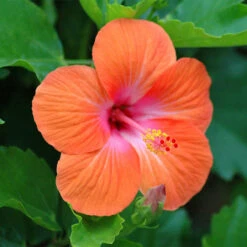 Hibiscus Orange/Goldspot - Flowering Plants