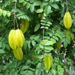 Star Fruit (Grafted)- Fruit Plants & Tree 5 Star Fruit (Grafted)- Fruit Plants & Tree -Care Flowering Shop U85KHpXG58