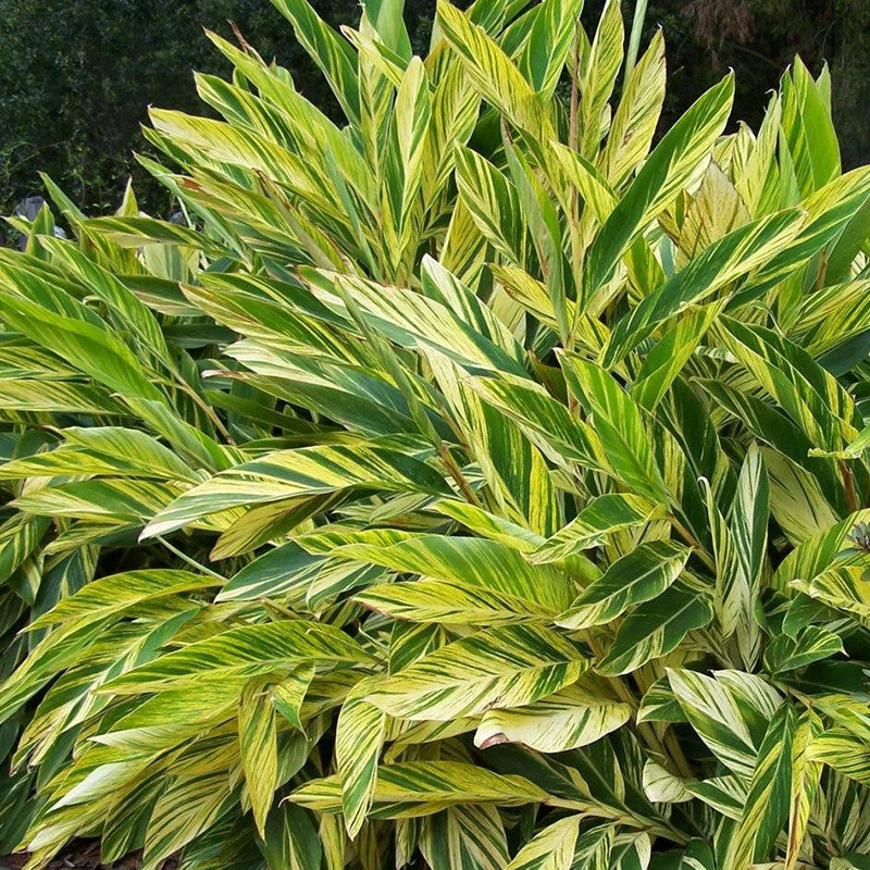 Alpinia Zerumbet - Ornamental Shrubs 4 Alpinia Zerumbet - Ornamental Shrubs - Image 4