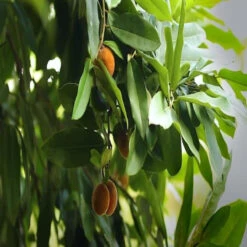 Velvet Apple-Fruit & Plant Tree