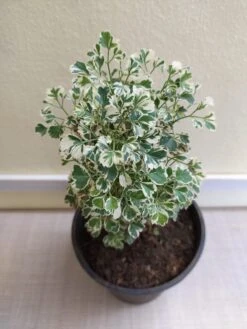 Aralia Mini White - Indoor Plants