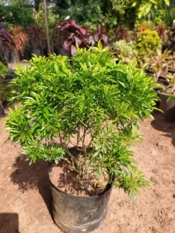 Aralia Gold - Indoor Plants -Care Flowering Shop WhatsAppImage2020 11 02at1.19.53PM