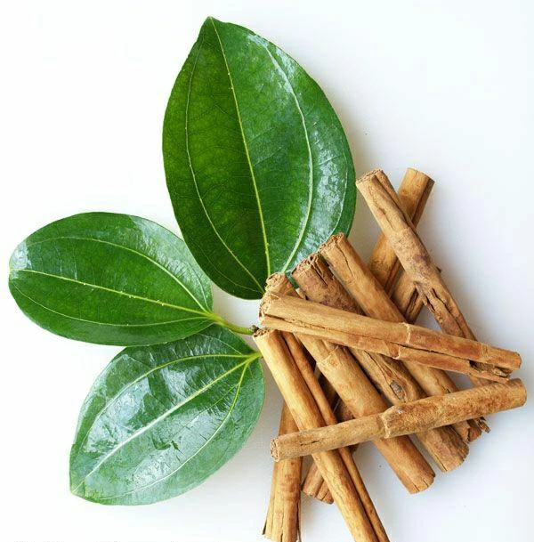 Dalchini/Cinnamomum Verum - Kitchen & Spice Plants 1 Dalchini/Cinnamomum Verum - Kitchen & Spice Plants