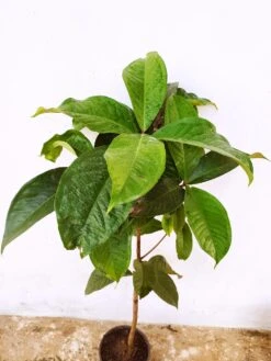 Malay Apple- Fruit Plants & Tree -Care Flowering Shop WhatsAppImage2020 11 04at9.47.03AM