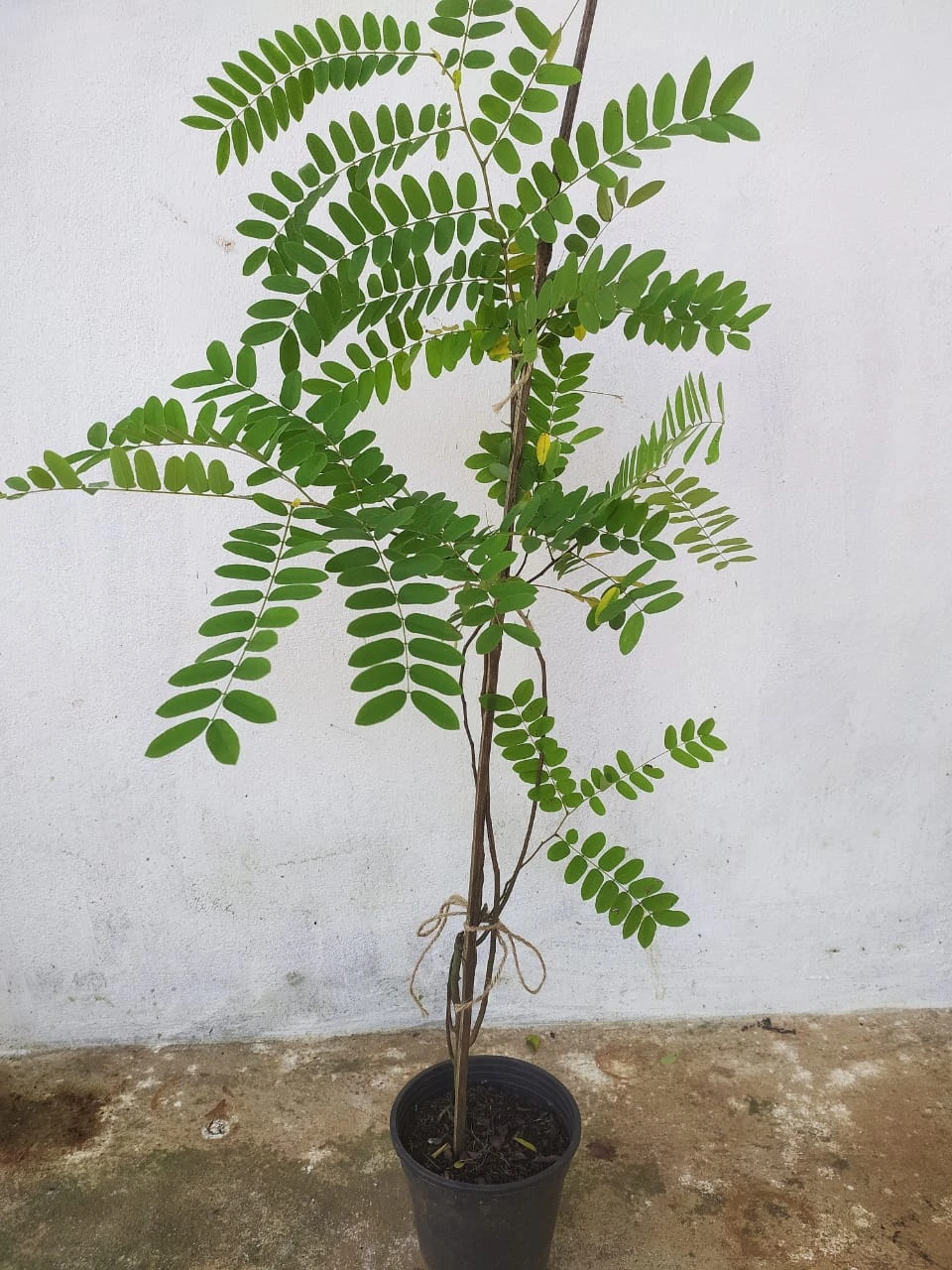 Cassia Javanica / Pink Shower Tree - Avenue Trees 2 Cassia Javanica / Pink Shower Tree - Avenue Trees - Image 2