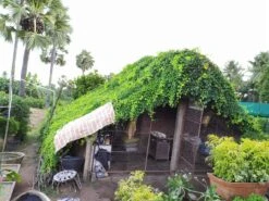 Dolichandra Unguis-cati - Creepers & Climbers 5 Dolichandra Unguis-cati - Creepers & Climbers -Care Flowering Shop WhatsAppImage2020 11 09at2.48.12PM 1