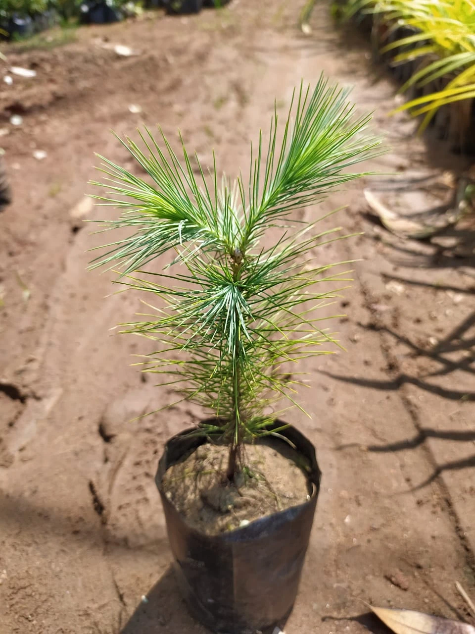 Chir Pine - Avenue Trees 2 Chir Pine - Avenue Trees - Image 2