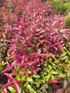 Syzygium Myrtifolium Dark Pink - Outdoor Ornamental Plants