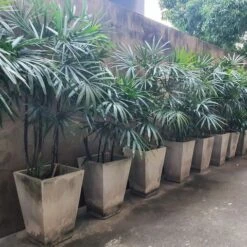 Rhapis/Lady Palm - Palms -Care Flowering Shop WhatsAppImage2020 11 17at5.28.05AM 1