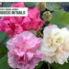 Hibiscus Mutabilis/Cotton Rose - Flowering Plants