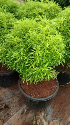 Care Flowering Shop 8 Aralia Gold - Indoor Plants