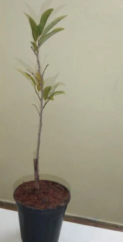 Custard Apple Red(Grafted) - Fruit Plants & Tree -Care Flowering Shop WhatsAppImage2020 12 19at2.32.01PM