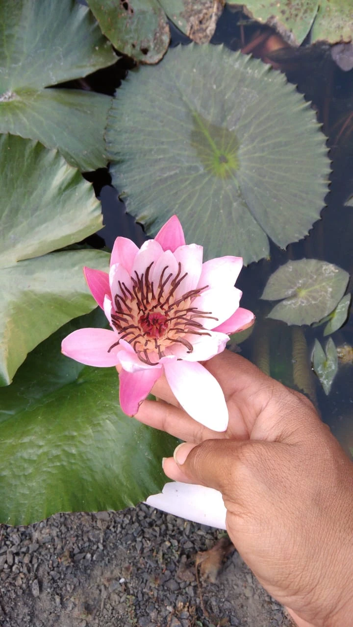 Water Lily Light Pink - Aquatic Plants 2 Water Lily Light Pink - Aquatic Plants - Image 2