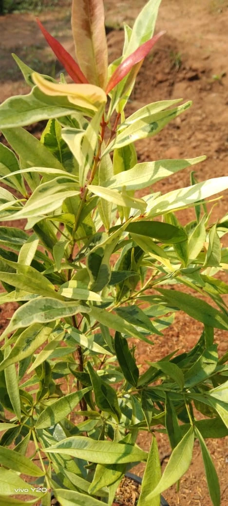 Syzygium Myrtifolium Variegata - Outdoor Ornamental Plants 2 Syzygium Myrtifolium Variegata - Outdoor Ornamental Plants - Image 2