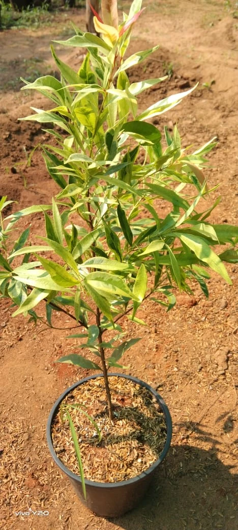 Syzygium Myrtifolium Variegata - Outdoor Ornamental Plants 1 Syzygium Myrtifolium Variegata - Outdoor Ornamental Plants
