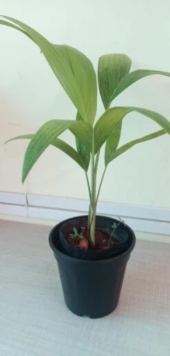 Veitchia Merreilii Green - Outdoor Palms