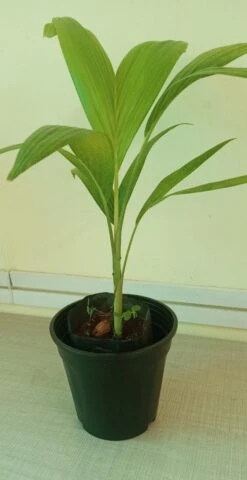 Veitchia Merreilii Green - Outdoor Palms -Care Flowering Shop WhatsAppImage2022 03 09at10.29.27AM